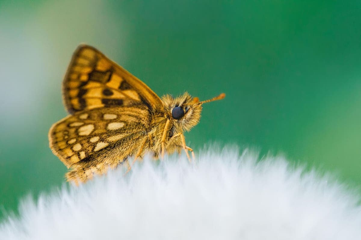 Biodiversität in Tirol
