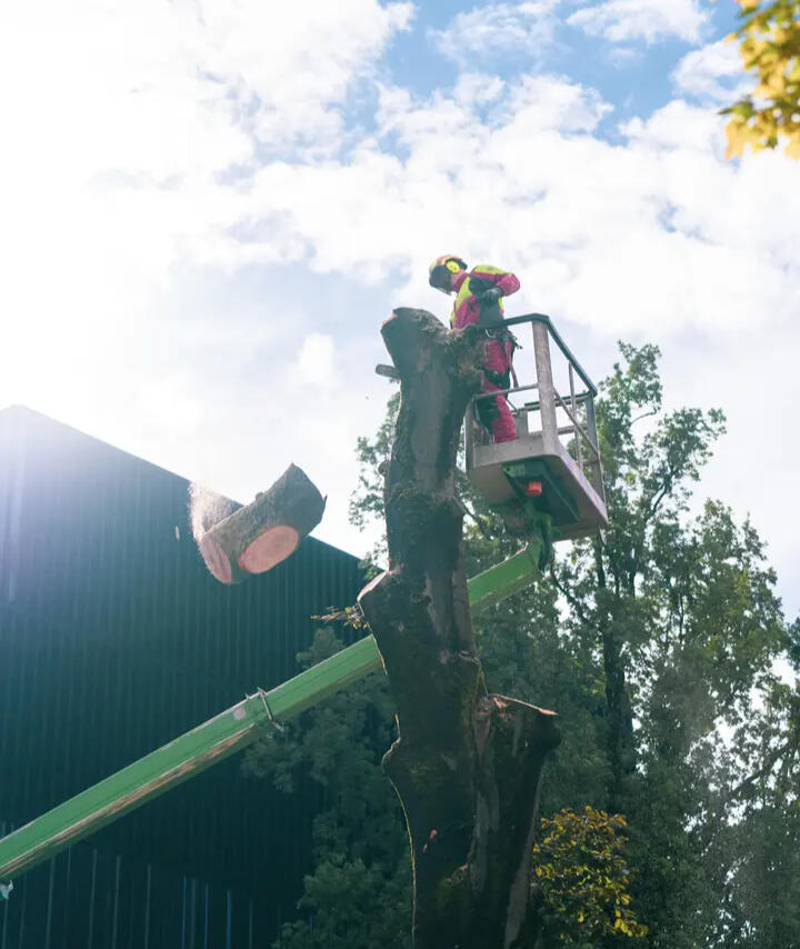 Blutbuche Innsbruck um 1930 - 1950