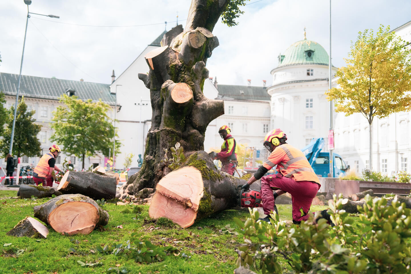 Blutbuche Innsbruck Fällung